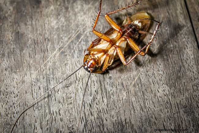 Wat betekent het als je droomt over kakkerlakken? 