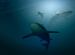 Co to znaczy, gdy śnisz o rekinach