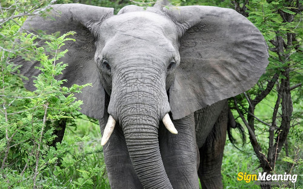 Vad symboliserar elefanten? Elefant i drömmening