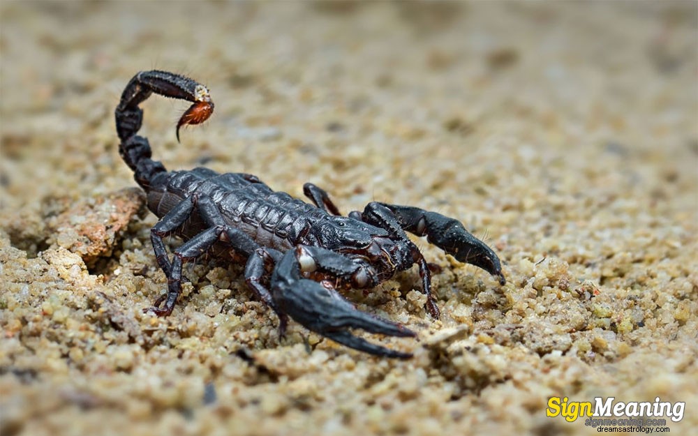 Drömma om skorpion – tolkningar och symboliska betydelser