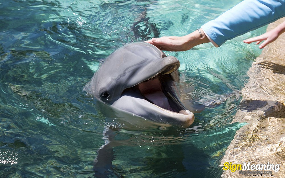 Sueños con delfines:¿qué es la interpretación simbólica?