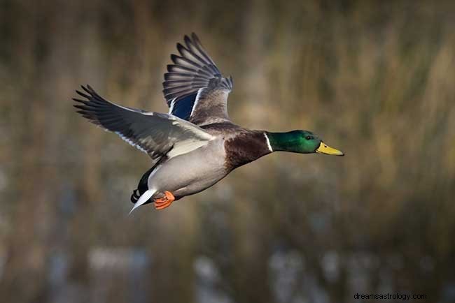 Rêver de canards – Signification et interprétation