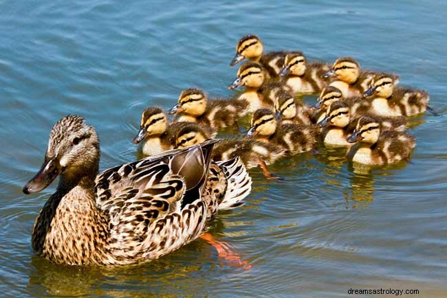 Rêver de canards – Signification et interprétation