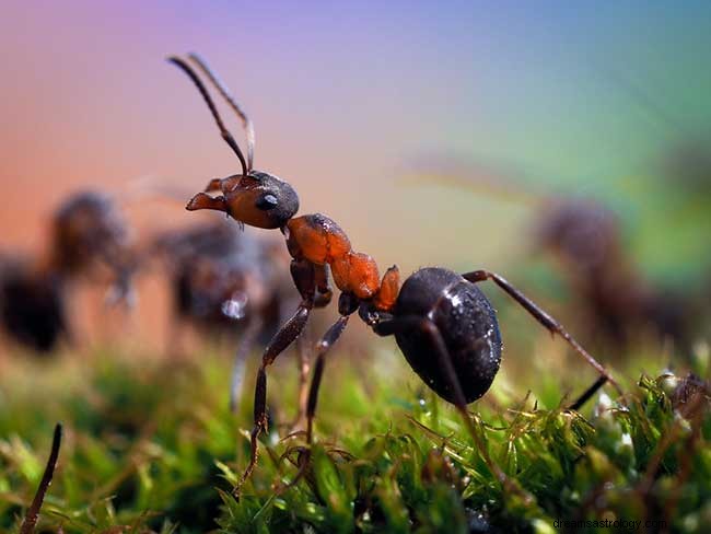 Drøm om myrer – symbolsk betydning og fortolkninger