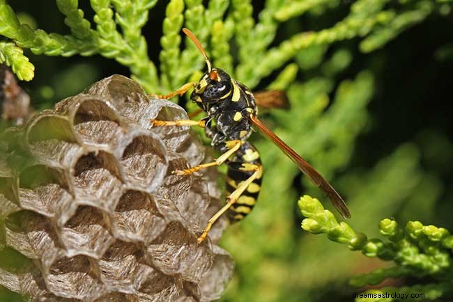 Drømme om hvepse – find dens symbolske implikationer i dit liv