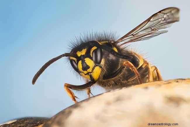 Sonhos com vespas – encontre suas implicações simbólicas em sua vida
