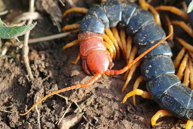 Interesse Significado dos sonhos com centopéias