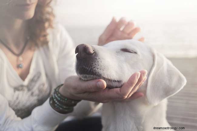 Cosa significa quando sogni un cane