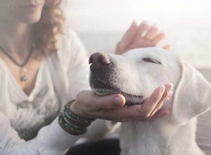 Hvad betyder det, når du drømmer om en hund