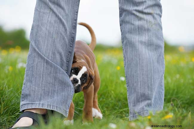 As interpretações simbólicas dos sonhos com mordidas de cachorro