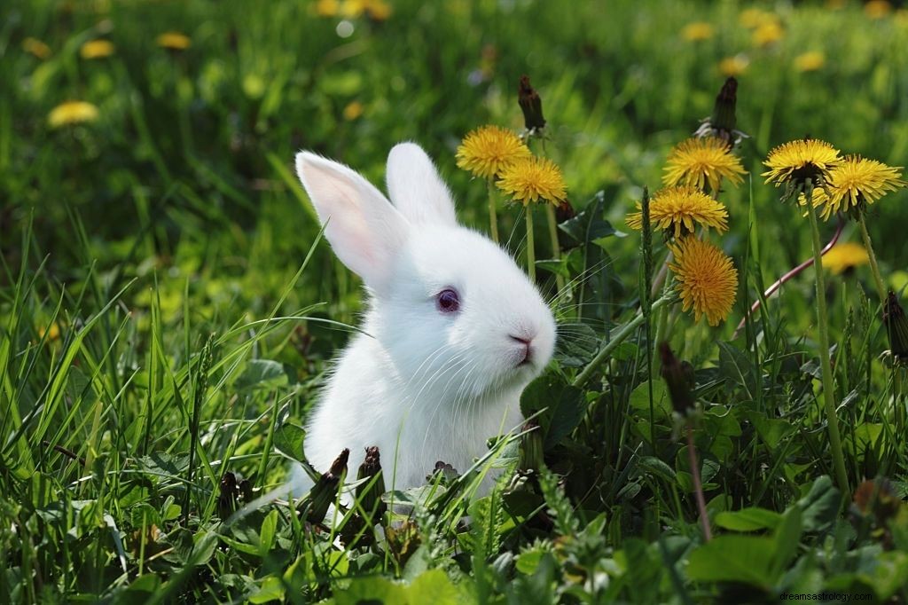 Interessante betekenissen achter dromen over konijnen