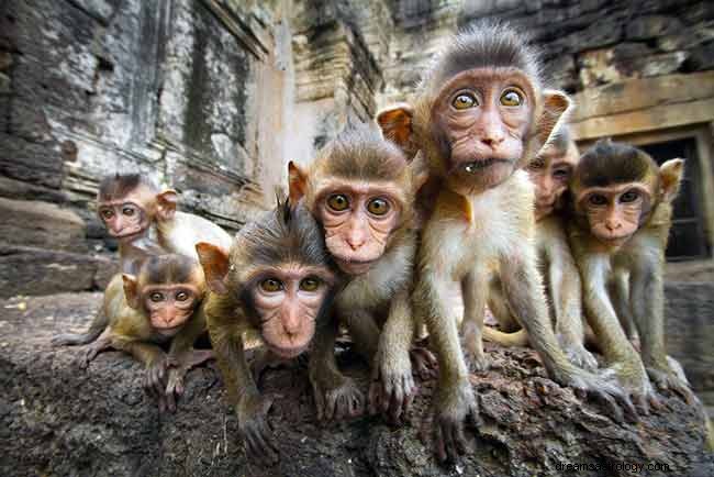 Sonhe com macacos – significado e interpretação