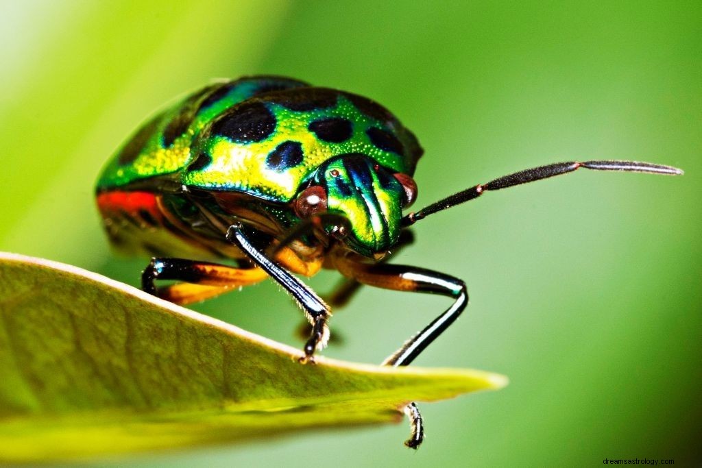 Sonhos sobre bugs – significado e interpretação