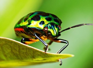Sueños con bichos:significado e interpretación
