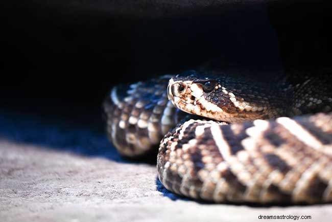 Soñar con serpientes de cascabel:lo que significan y su significado