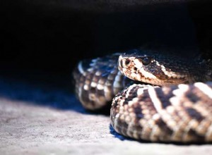 ガラガラヘビの夢 – その意味と重要性