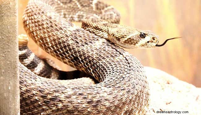 Dromen over ratelslangen - wat ze betekenen en hun betekenis