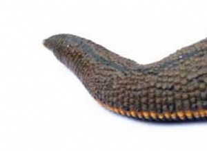 Rêver de sangsues – Signification et interprétation