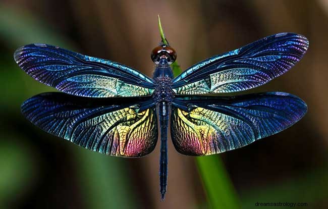 Wat betekent het als je dromen hebt over libellen?