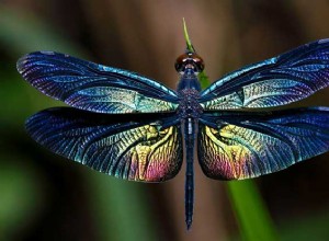 ¿Qué significa soñar con libélulas?