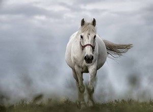 Jaký je duchovní význam snění o koních?