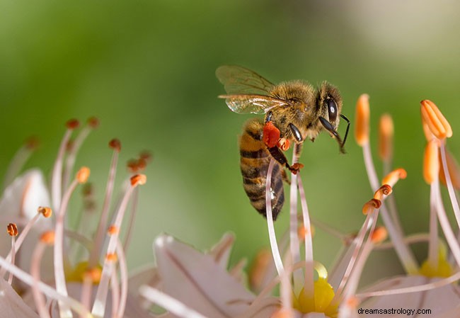 Biblische Interpretation:Symbologie hinter dem Träumen von Bienen