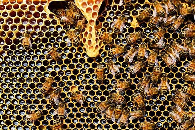 Interpretacja biblijna:symbolika snów o pszczołach