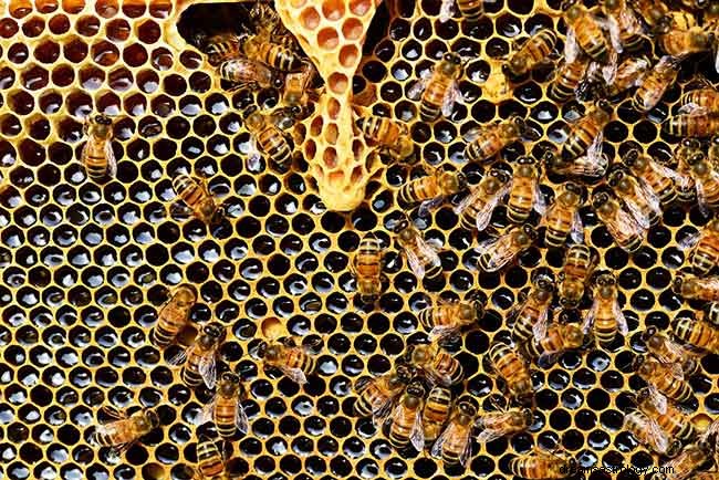 Interpretación bíblica:simbología detrás de soñar con abejas