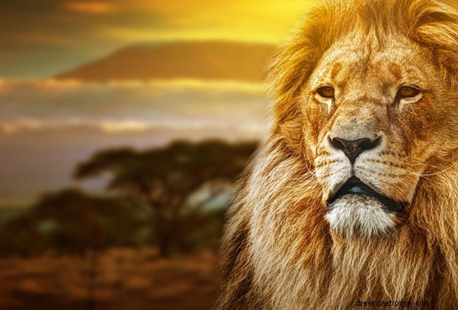 Soñar con leones:significado e interpretación