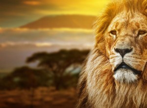 ライオンの夢 – 意味と解釈
