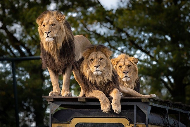 Soñar con leones:significado e interpretación