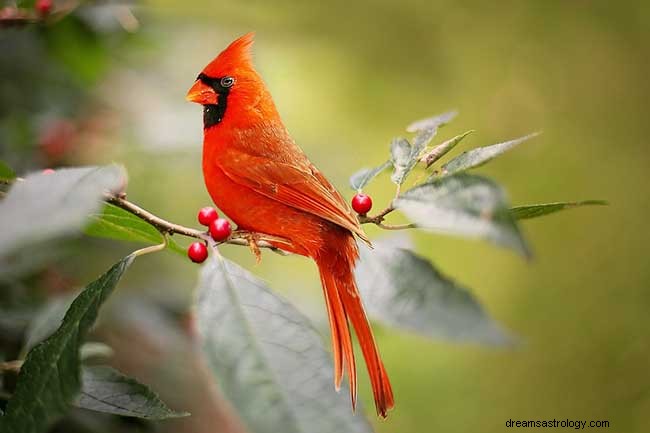 Symbolismus za červeným ptákem:Co to znamená, když vidíte kardinála?