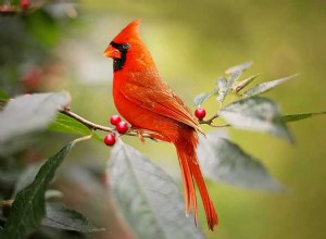 赤い鳥の背後にある象徴:枢機卿を見るときの意味は?