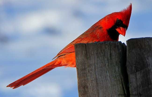 Symbolismus za červeným ptákem:Co to znamená, když vidíte kardinála?