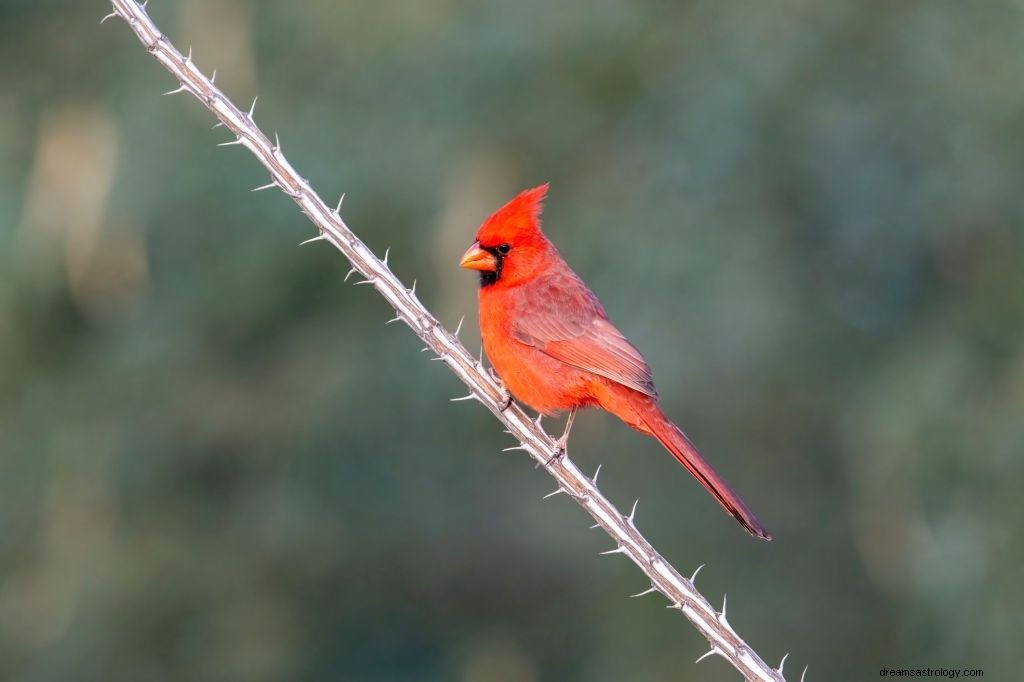 Συμβολισμός πίσω από το κόκκινο πουλί:Τι σημαίνει όταν βλέπετε έναν καρδινάλιο;