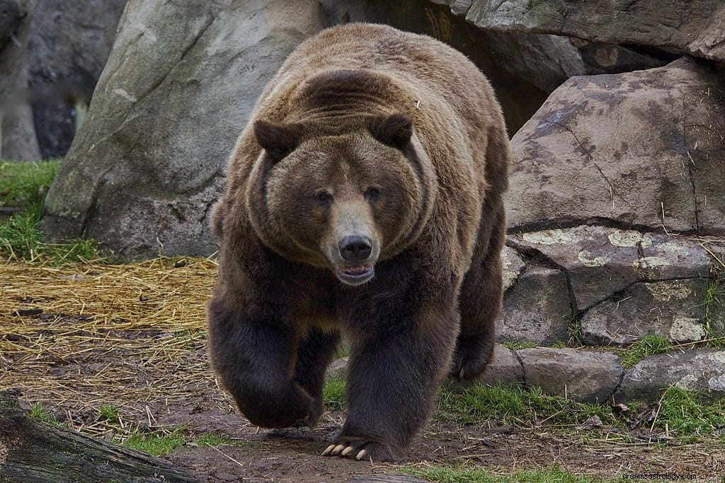 Apa Arti Mimpi Dikejar Beruang?