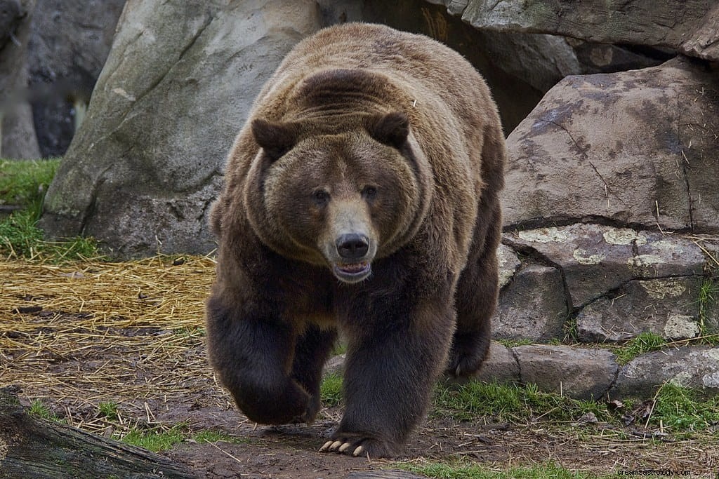 Qu est-ce que cela signifie lorsque vous rêvez d être poursuivi par un ours ?