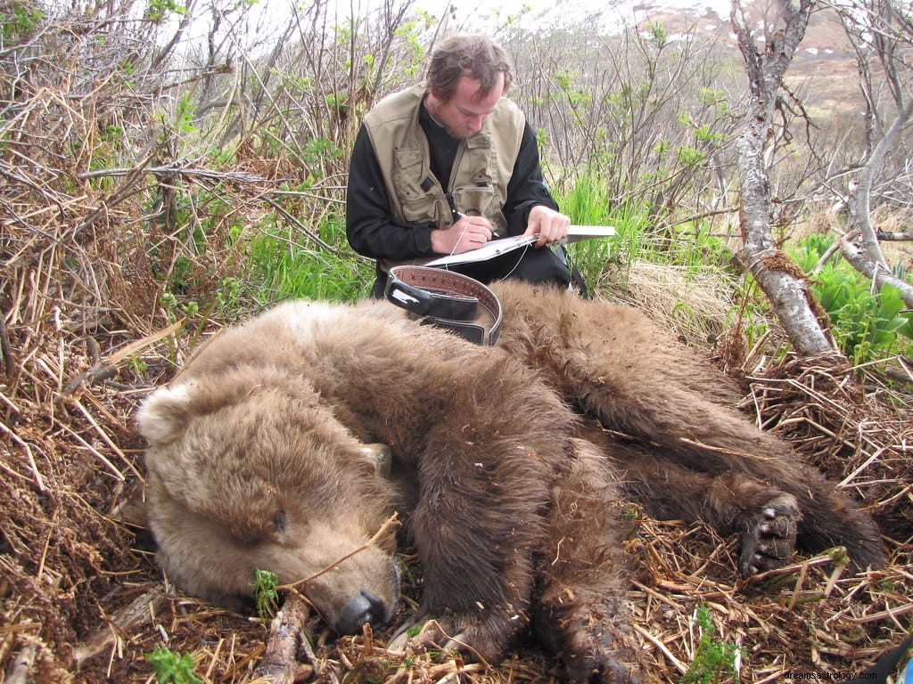 O que significa sonhar que está sendo perseguido por um urso?