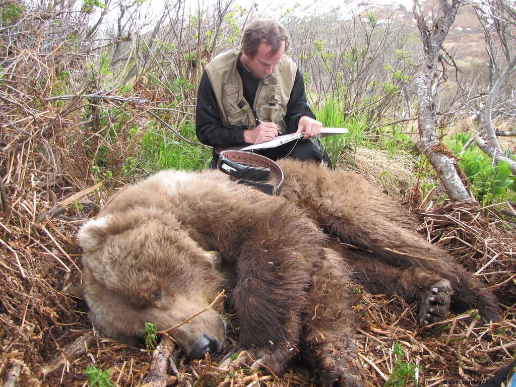 Qu est-ce que cela signifie lorsque vous rêvez d être poursuivi par un ours ?