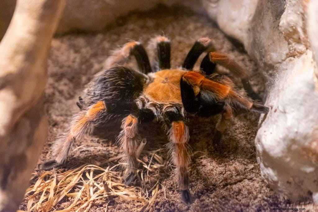 Ultieme gidsen voor de dromen over vogelspinnen