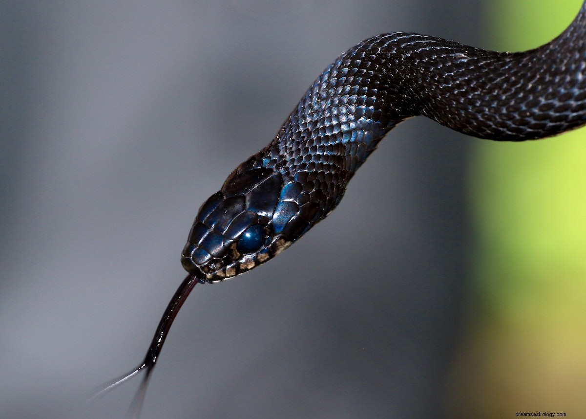 Matar a una serpiente en un sueño