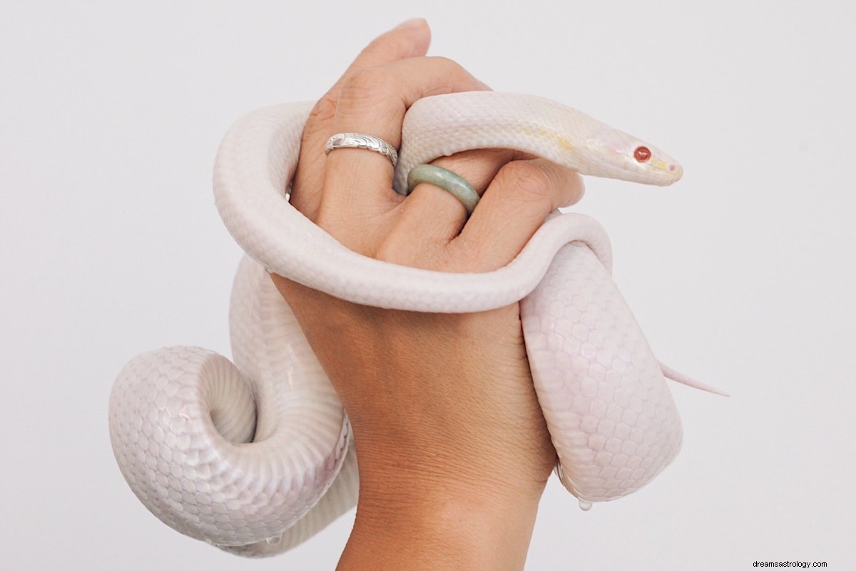 Sueña con una serpiente blanca