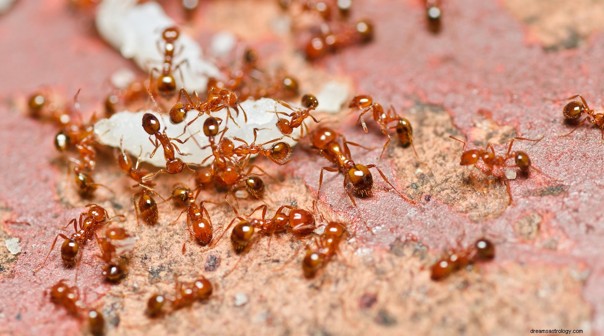 Soñar con hormigas rojas:qué significa