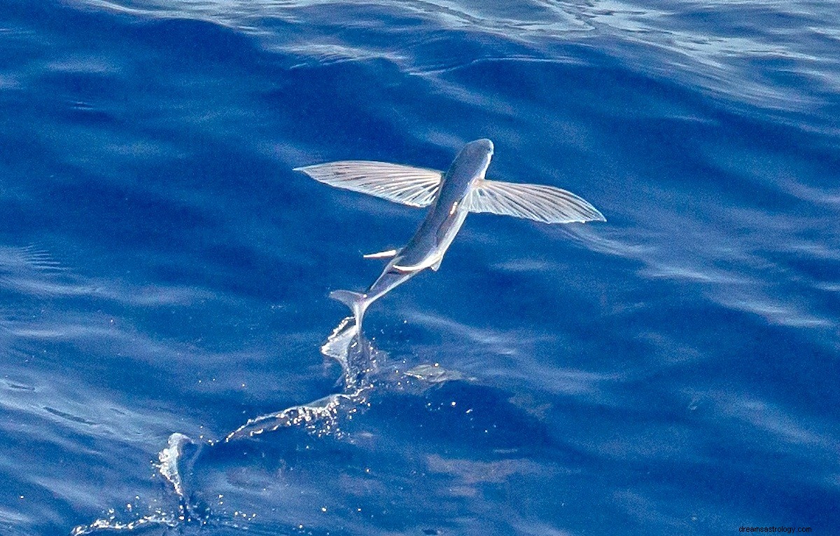 Significado dos sonhos com peixes voadores