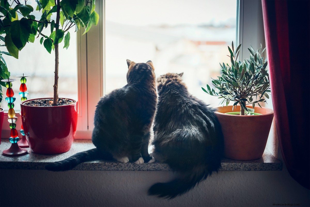 Soñar con gatos en casa 