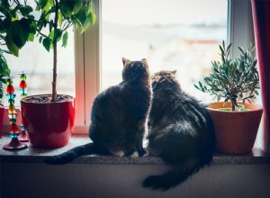 Sněte o kočkách v domě