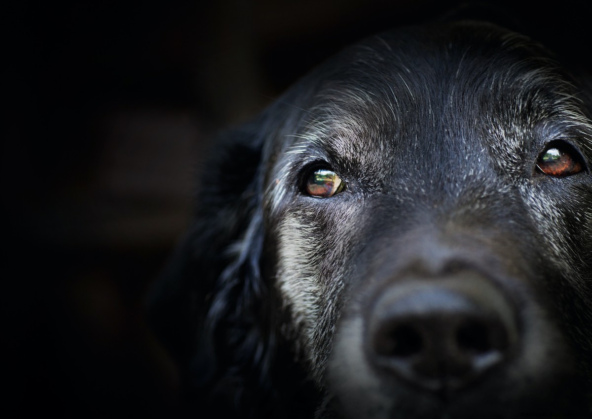 Zeichen von meinem verstorbenen Hund