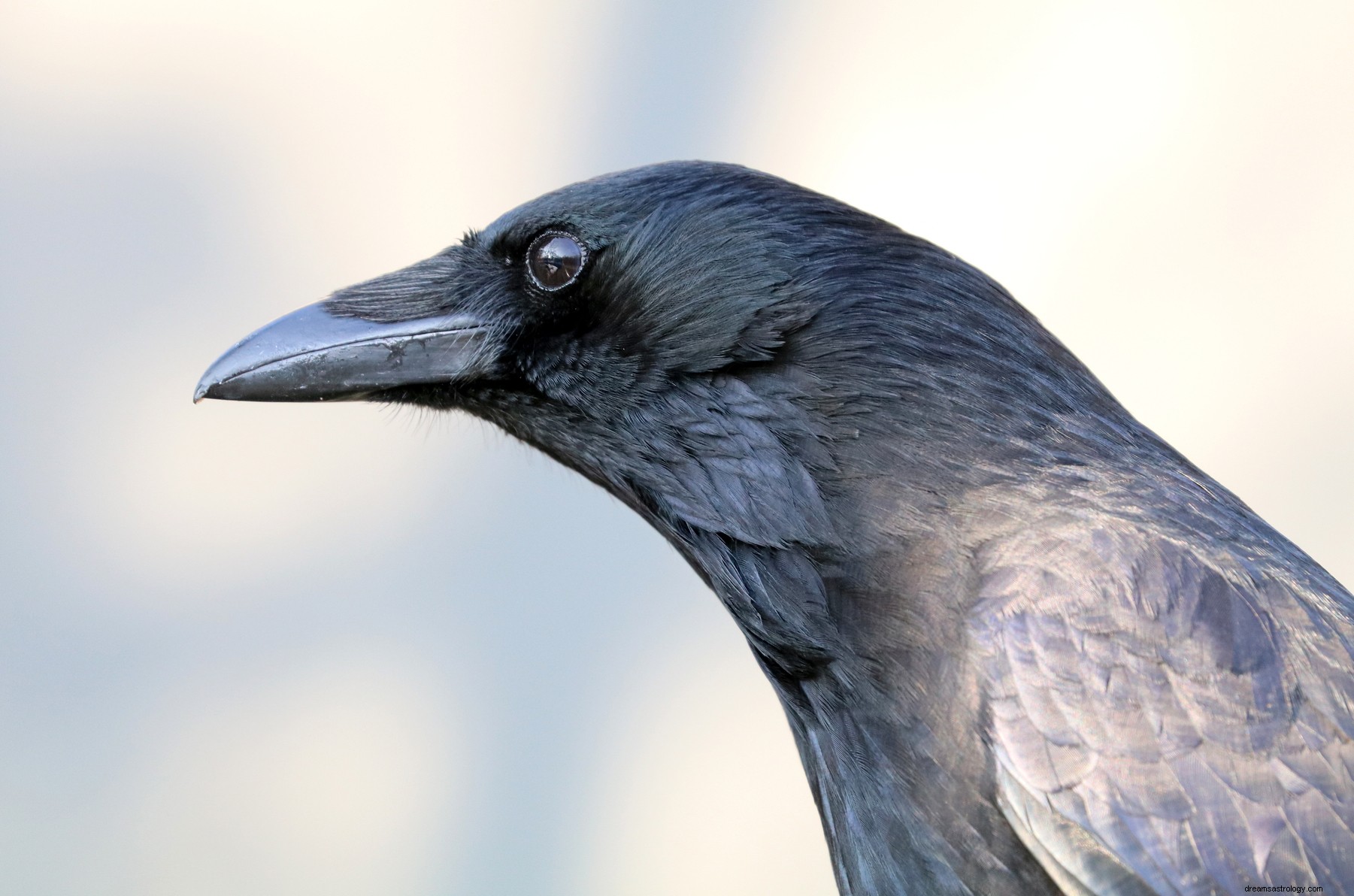 Corbeau entrant dans la maison dans un rêve