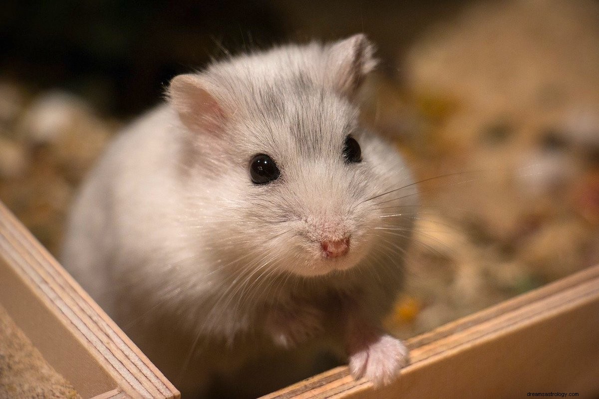 Sonhe com hamsters – o que isso significa?