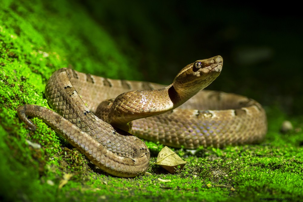 Sonhos de cobras | O significado de ver uma cobra no sonho